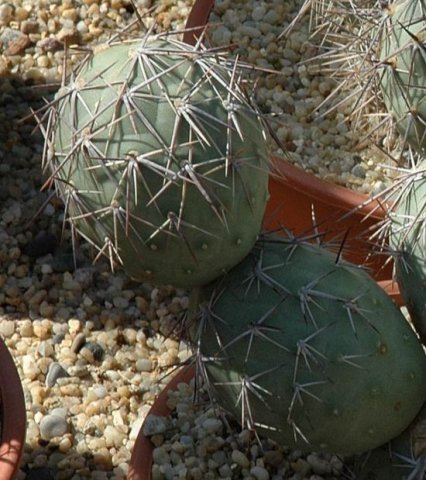 Tephrocactus_alexanderi_6